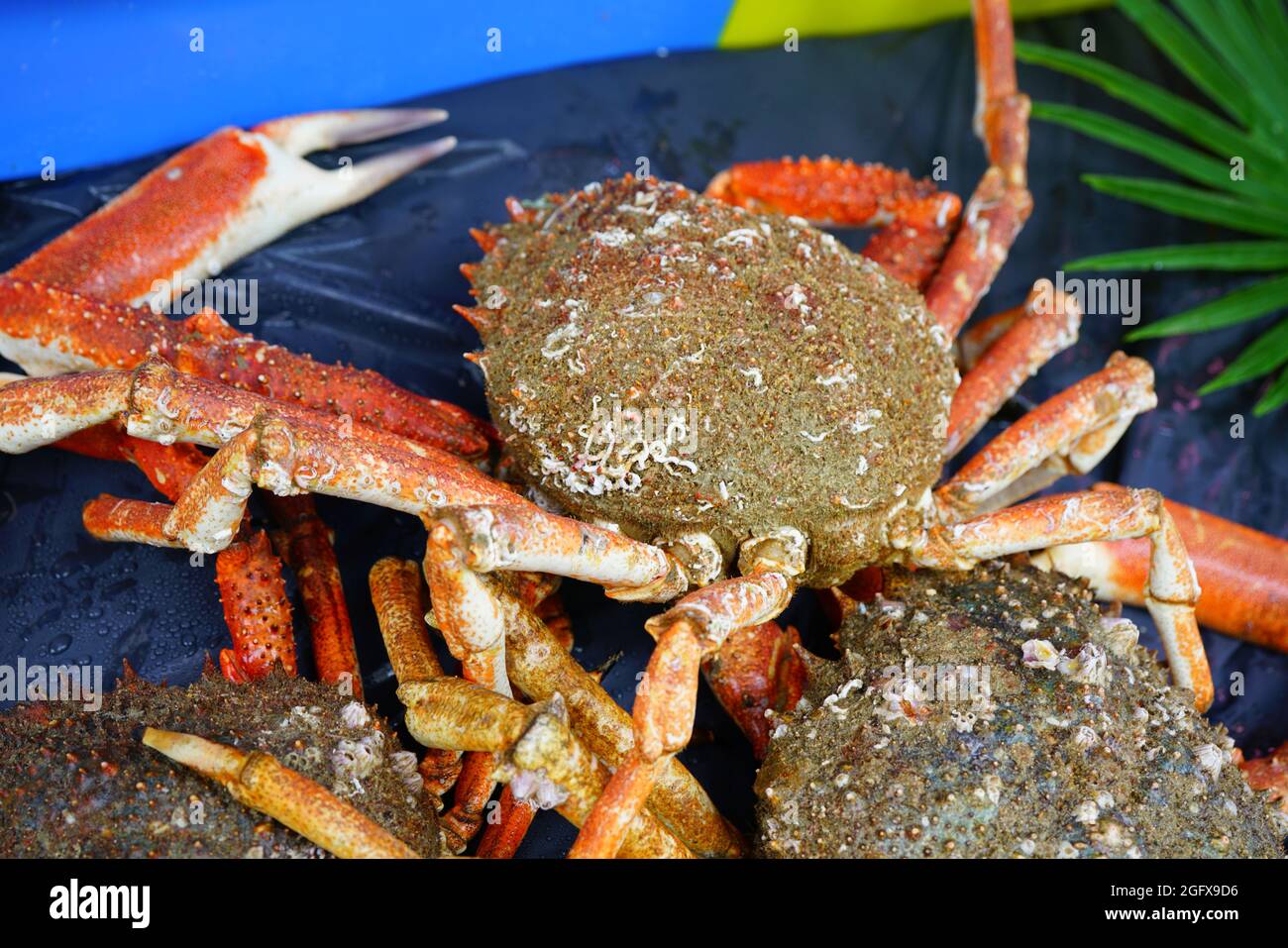 Sea spider crab for sale at a French seafood market in Brittany Stock