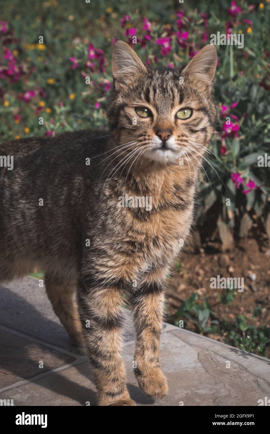 Cat in the garden observing the landscape Stock Photo - Alamy