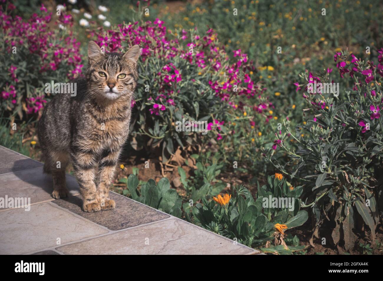 Cat in the garden observing the landscape Stock Photo - Alamy
