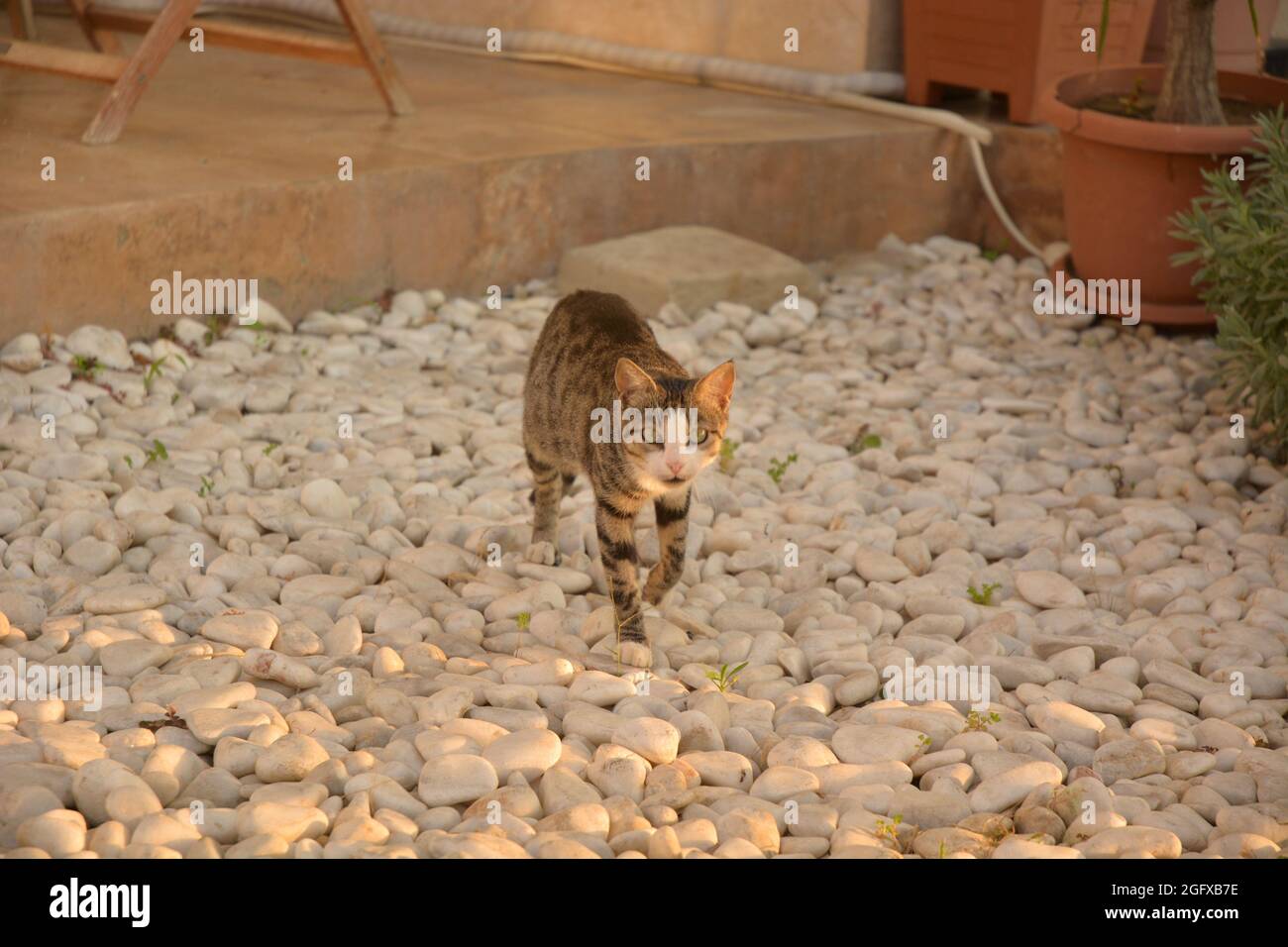 A cat is on the white pebble stones. Stock Photo