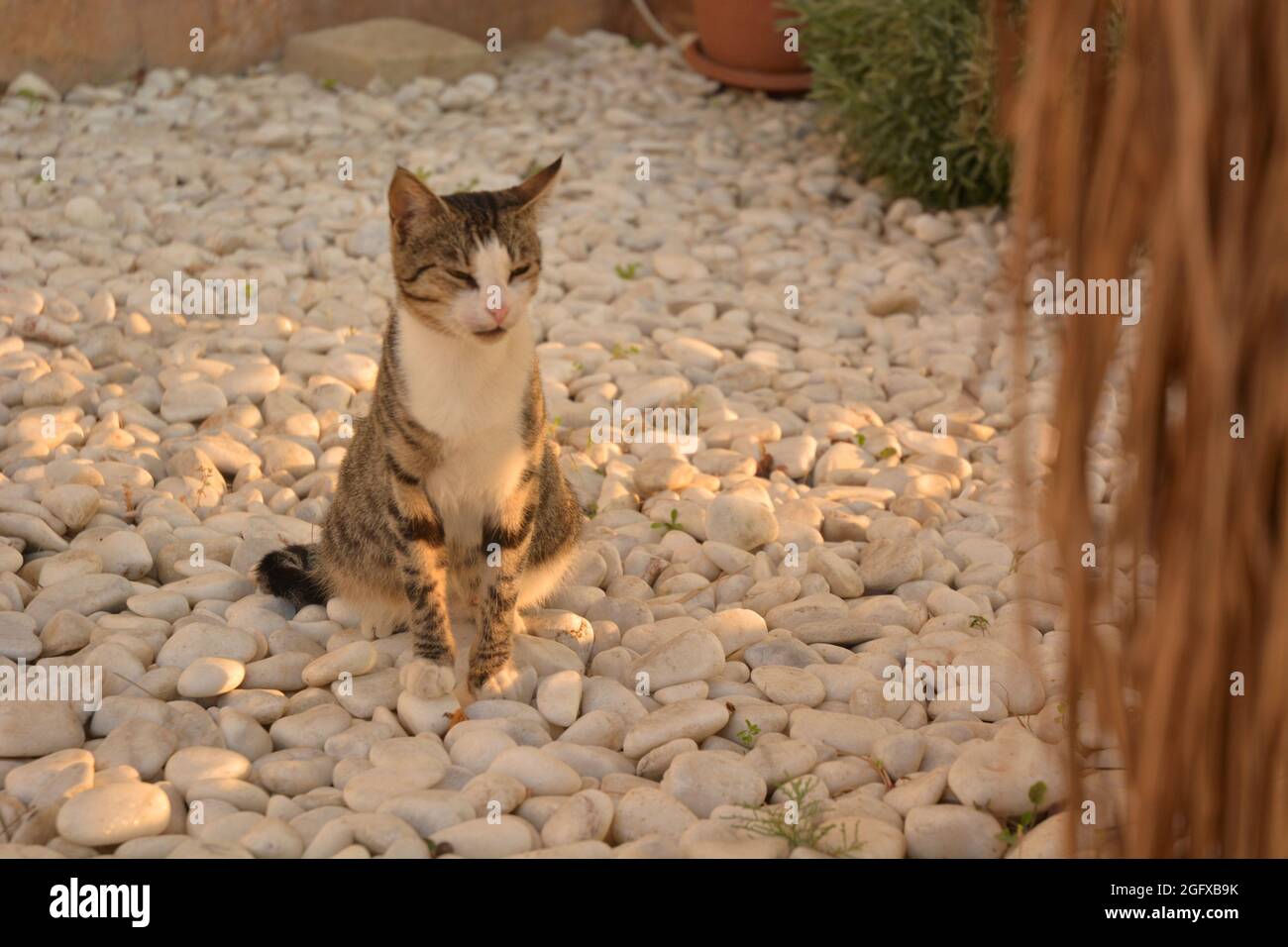 A cat is on the white pebble stones. Stock Photo