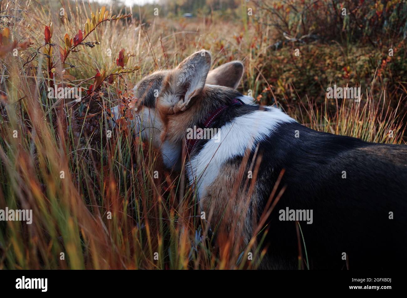 Welsh corgi pembroke dog in the cranberry field, searching something in the grass, autumn colors, sunbeams, sunlight, Stock Photo