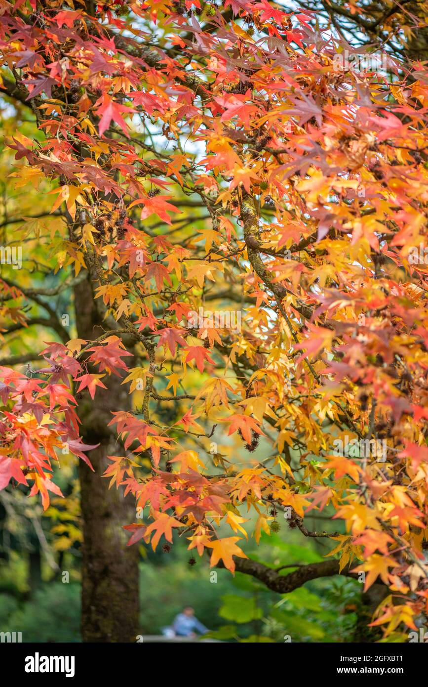 Autumn leaves of maple tree in public park Stock Photo - Alamy