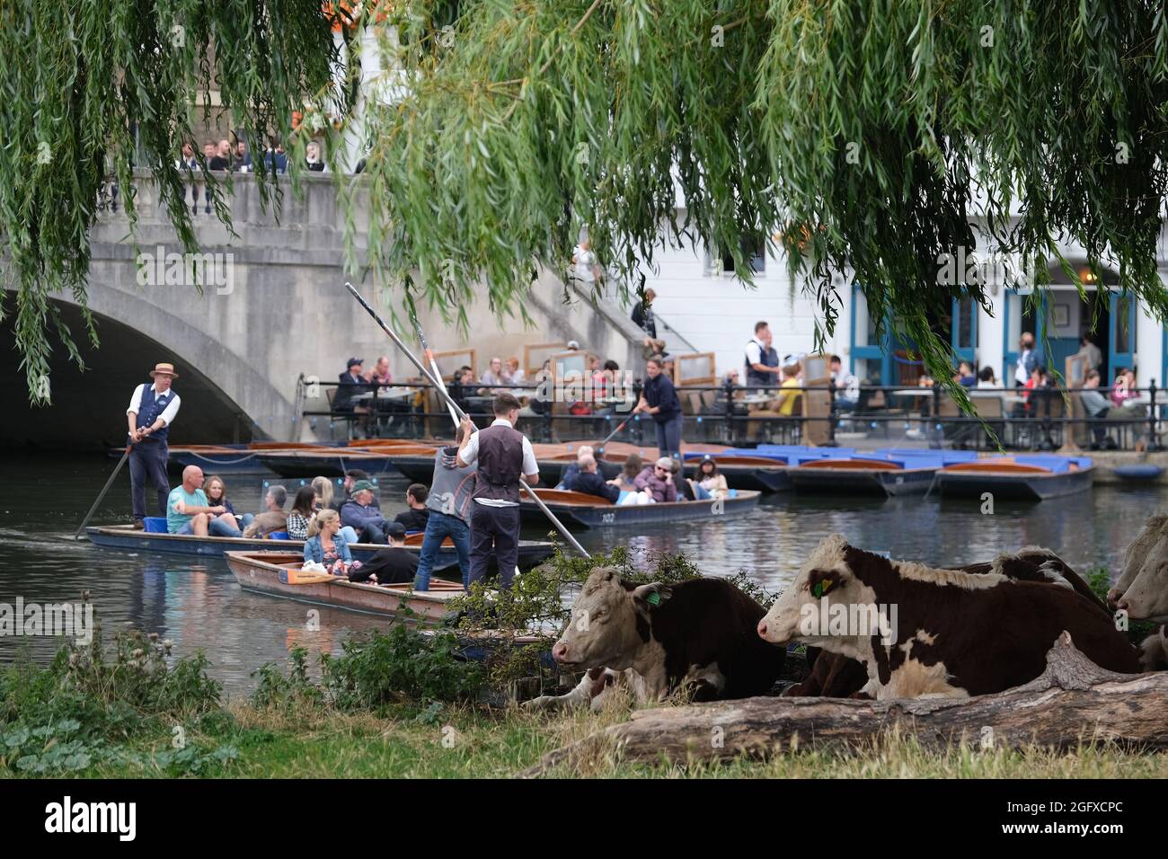 A herd of cows sit under a tree along the River Cam as visitors pass by on Punts. Cambridge, UK. 27th Aug, 2021. With the forecast of high pressure and settled warm weather for the late summer Bank Holiday people enjoy the river in Cambridge to take to punts and other water craft. Credit: MARTIN DALTON/Alamy Live News Stock Photo