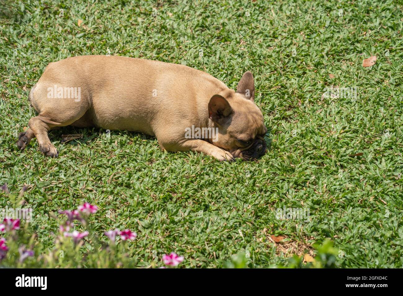 Curated visual reference: Visual Reference: Cute Dog Relaxing On A Grass Stock Photo