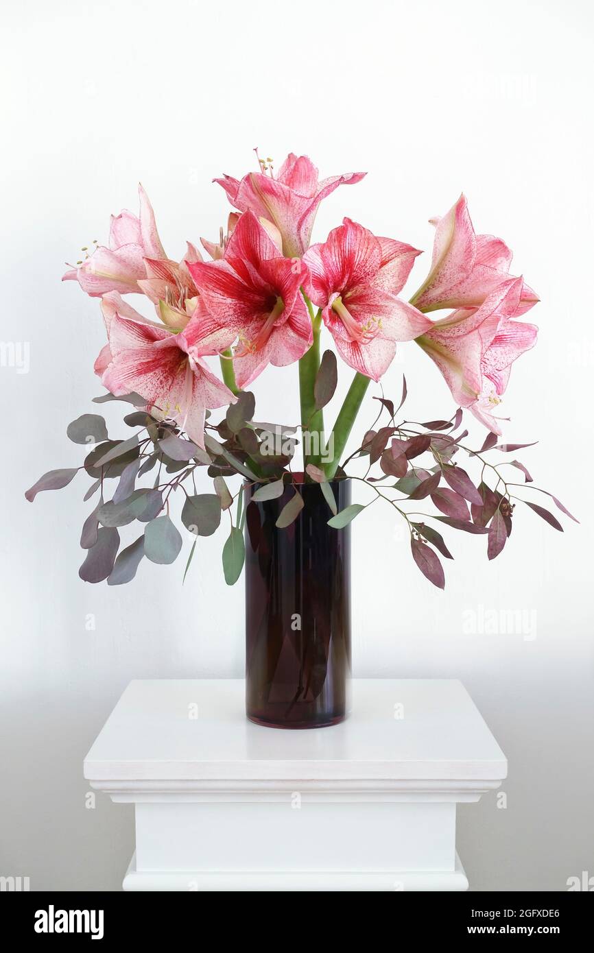 Bouquet of red-and-white Amaryllis flowers with eucalyptus branches in a vase on a pedestal, background for nonreligious seasons greetings. Stock Photo