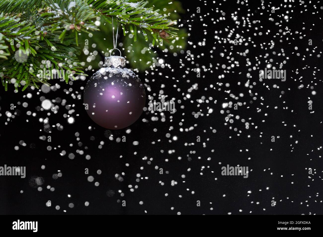 Purple christmas ball hanging on a fir branch while it is snowing, dark background, copy or text space. Stock Photo