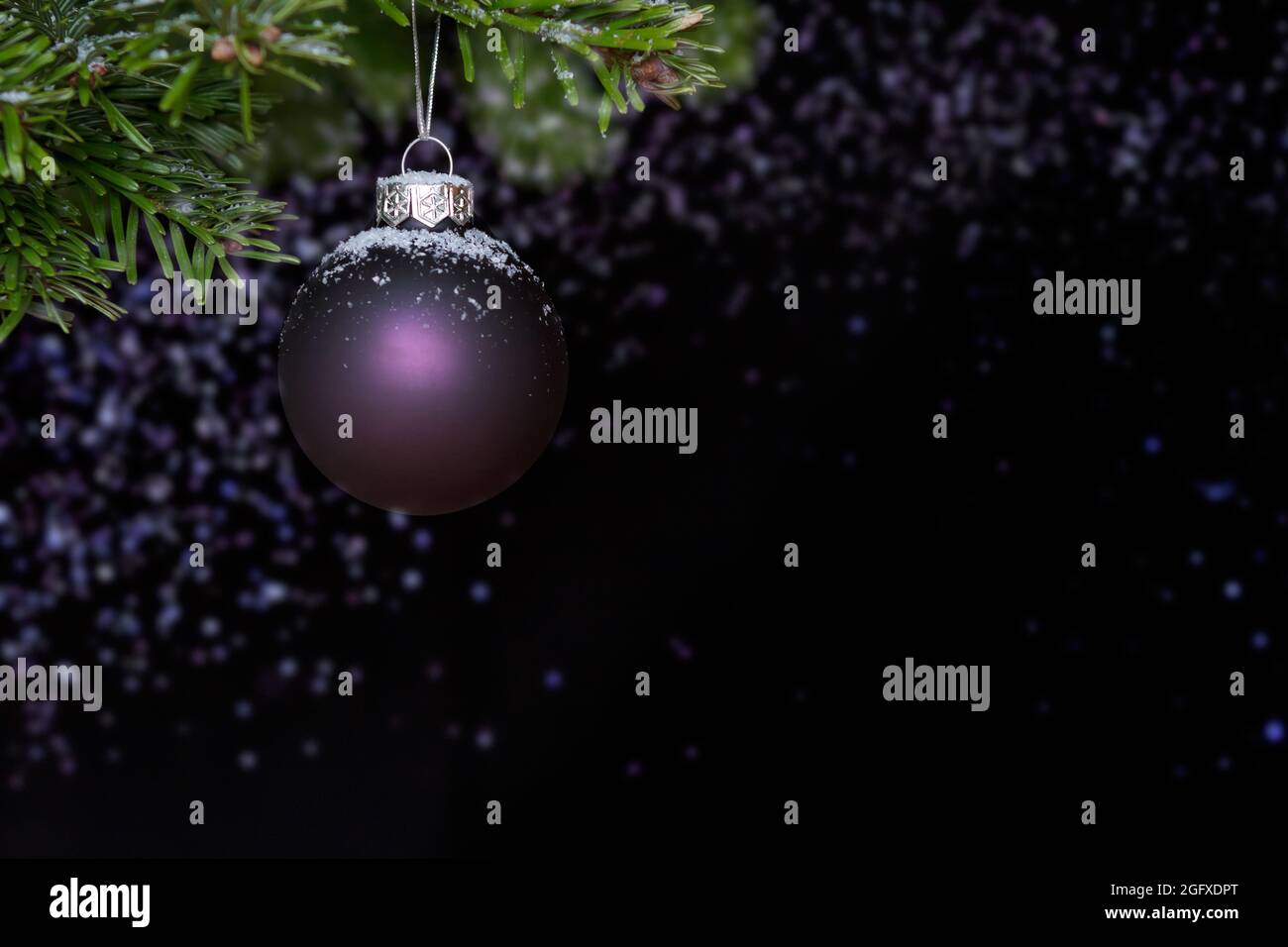 Snowcapped christmas ball hanging on a fir branch, dark background with purple sparkles, copy or text space. Stock Photo