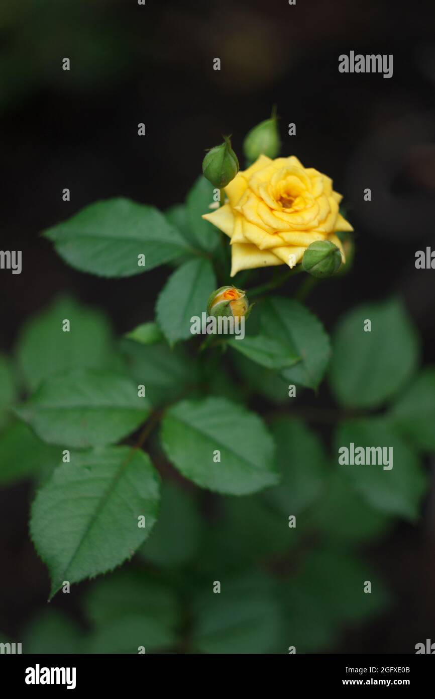 Yellow rose is blooming in the summer garden Stock Photo - Alamy