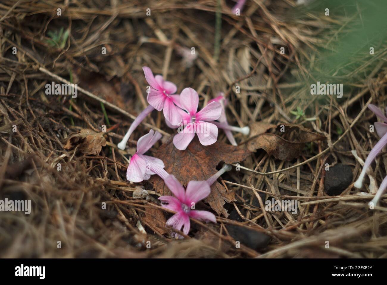 Pink phlox inflorescences on the ground in the summer garden, close up Stock Photo