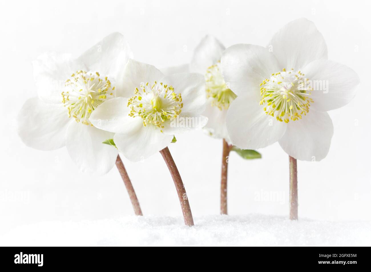 4 white hellebores flowers in snow, close-up floral winter background for nonreligious seasons greetings. Stock Photo
