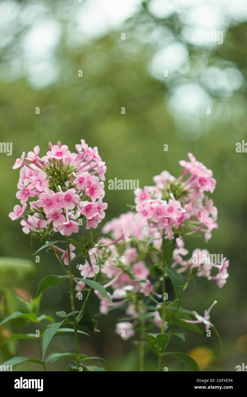 Pink phloxes blossoming in the summer garden, close up Stock Photo