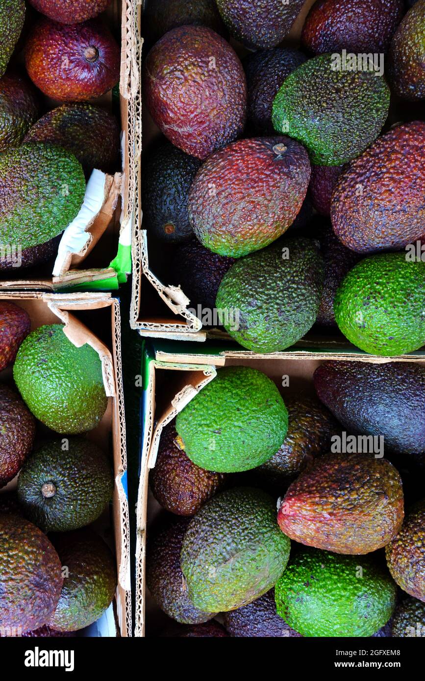 Avocado In Box Avocados box hi-res stock photography and images - Alamy