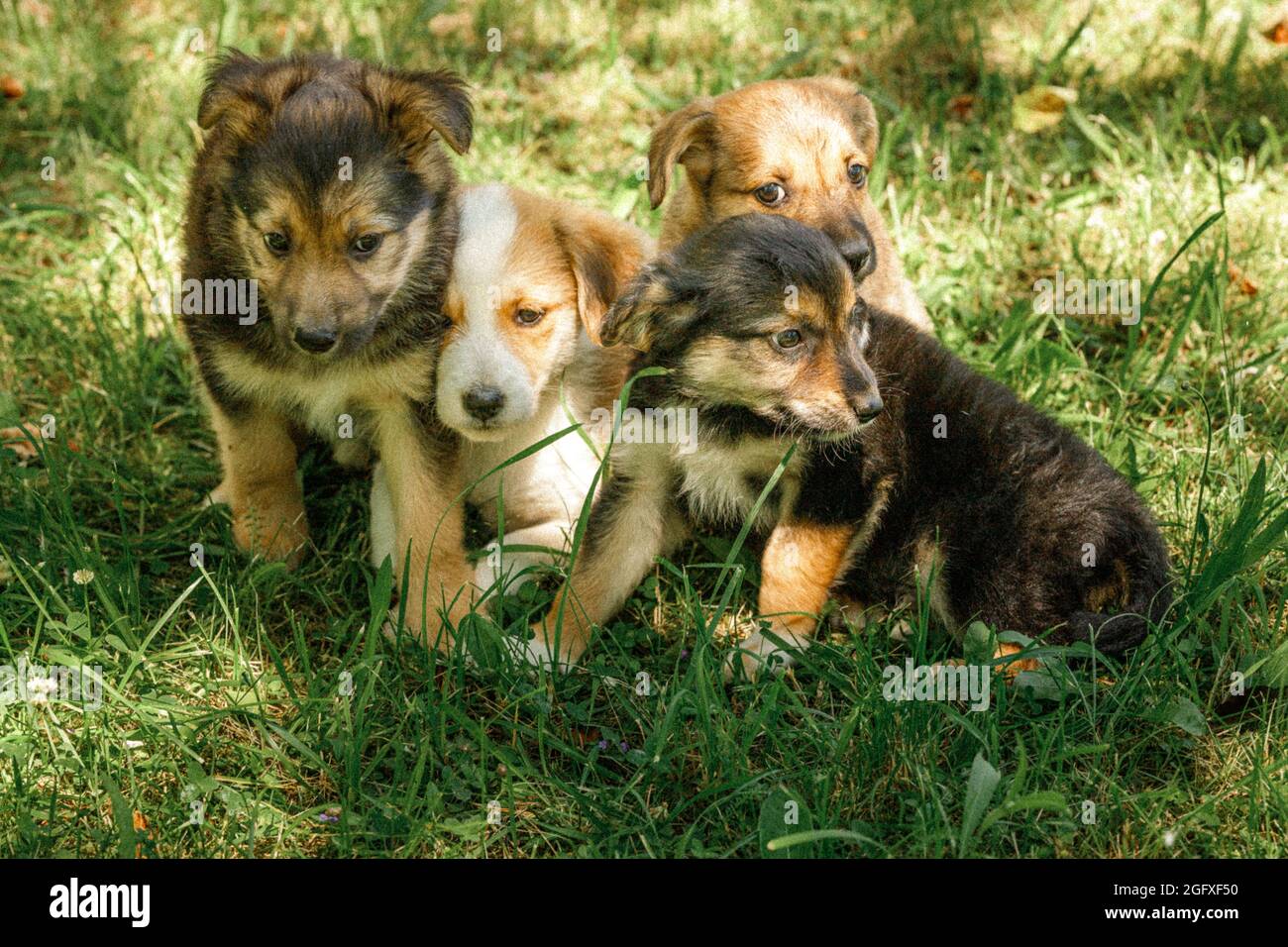 How Do Mother Dogs Care For Their Puppies