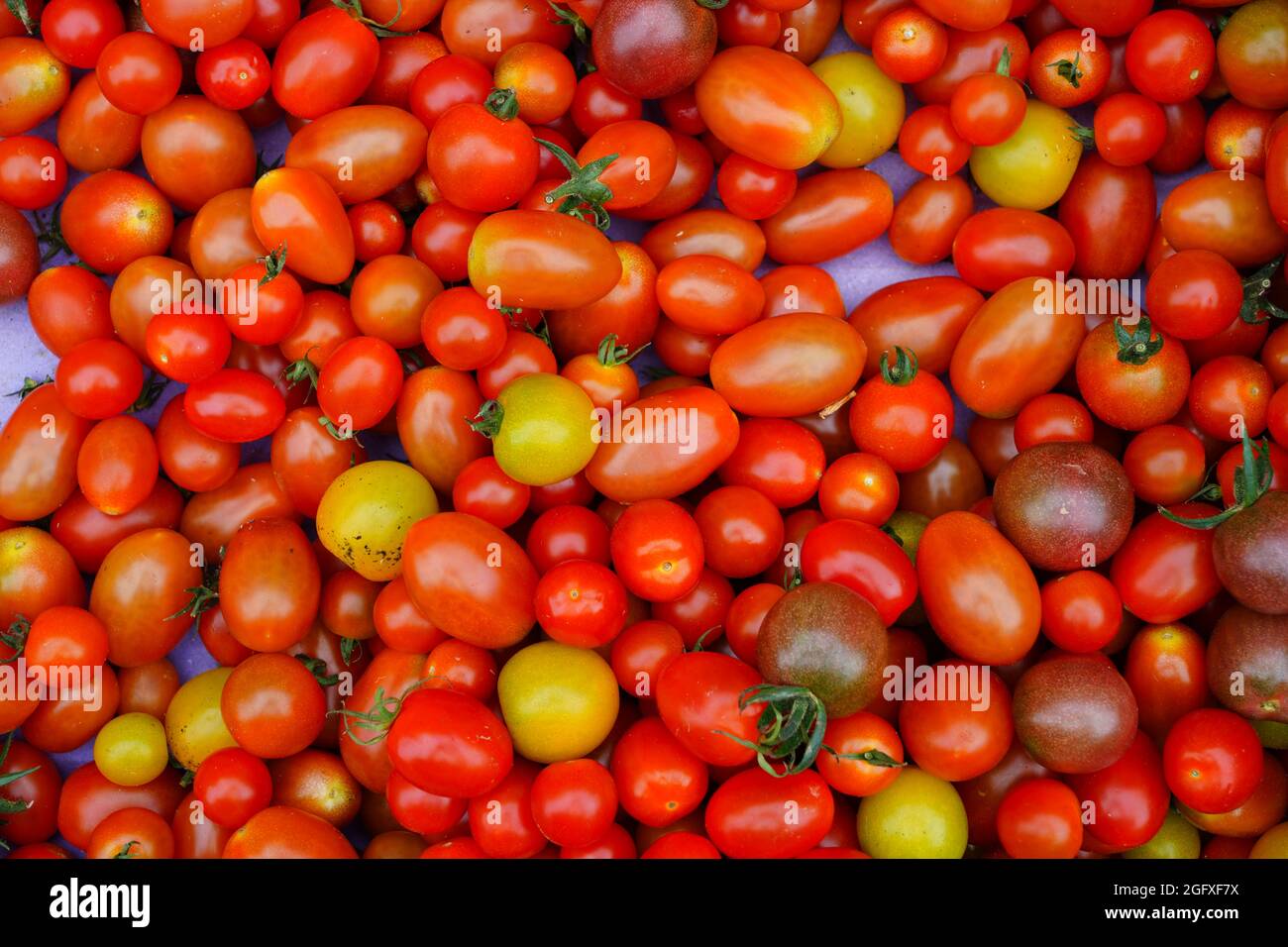 Crate of colorful organic heirloom tomatoes at the farmers market Stock ...