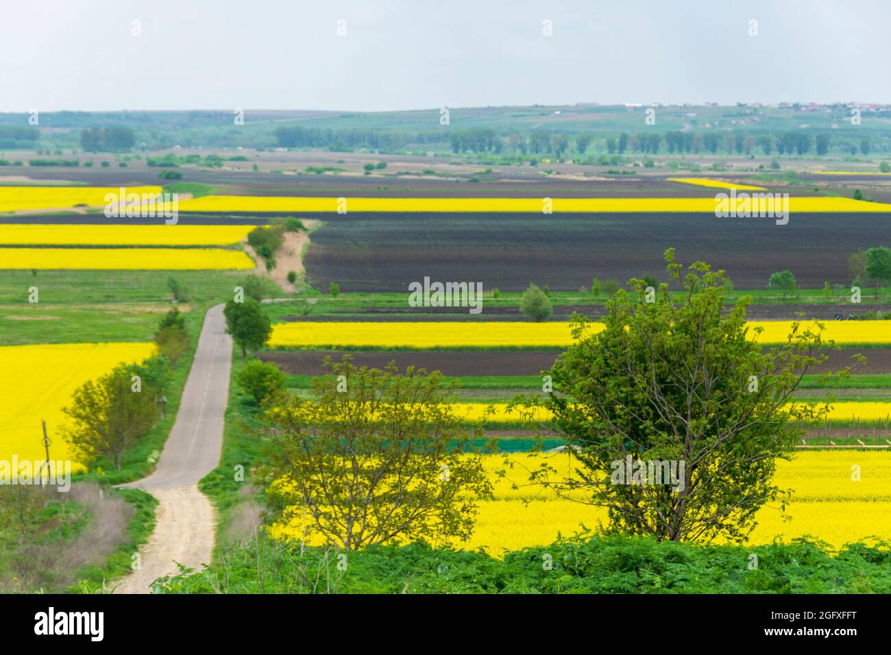 Field of rapeseed in Spring Stock Photo