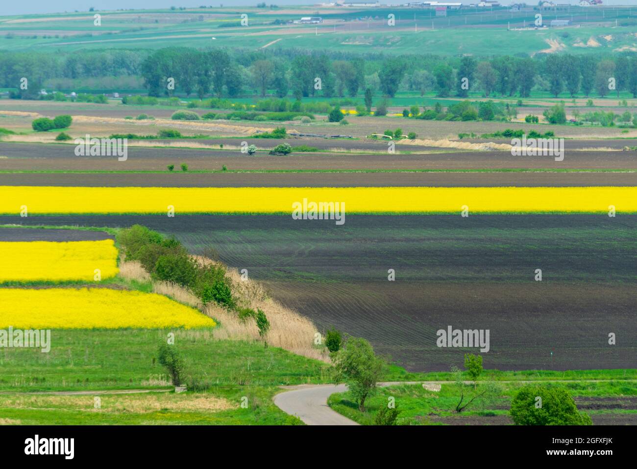 Field of rapeseed in Spring Stock Photo