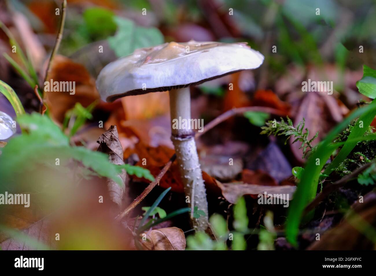 Non-edible mushroom in a forest Stock Photo - Alamy