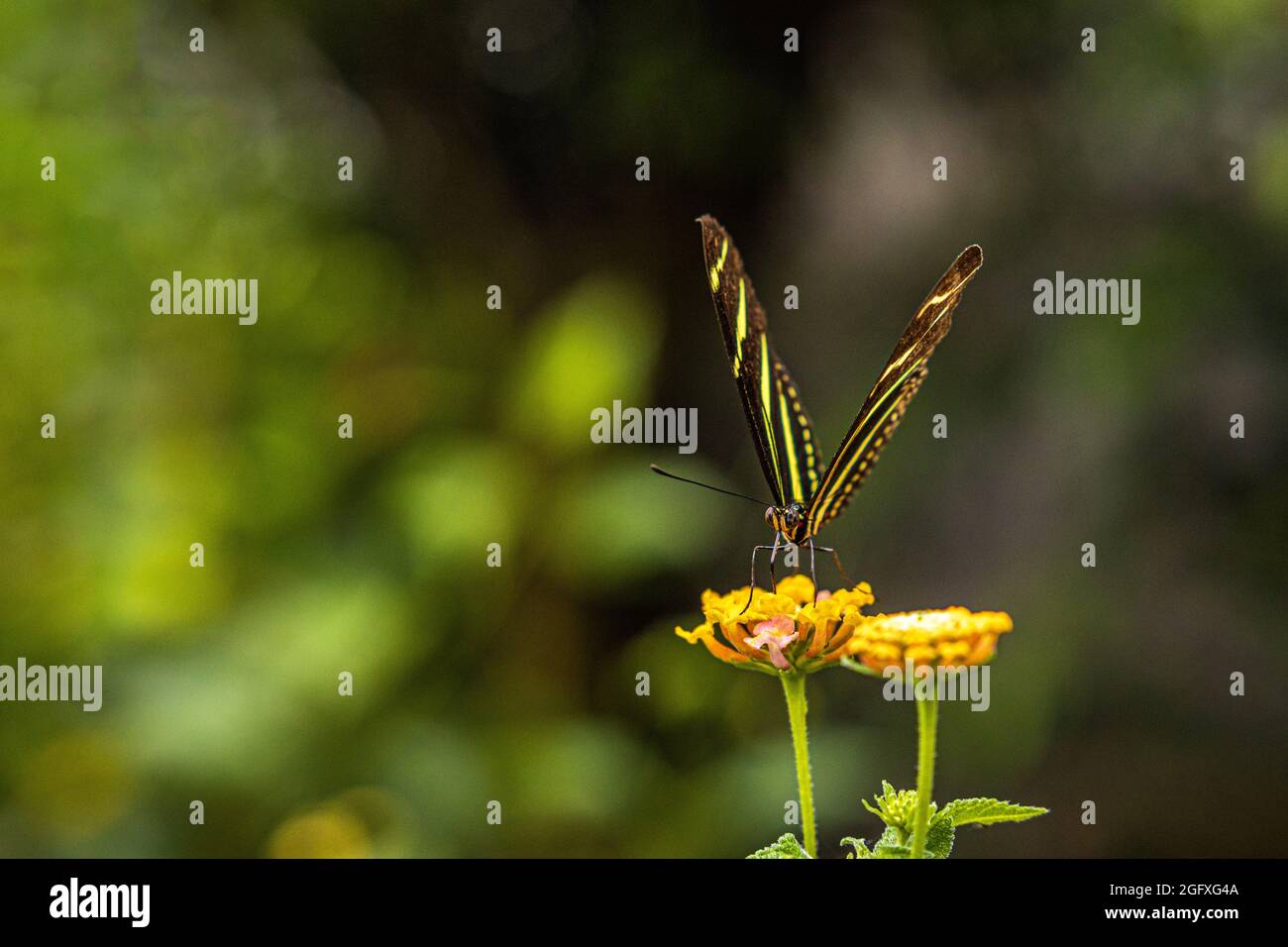 Zebra Longwing Butterfly Stock Photo Alamy