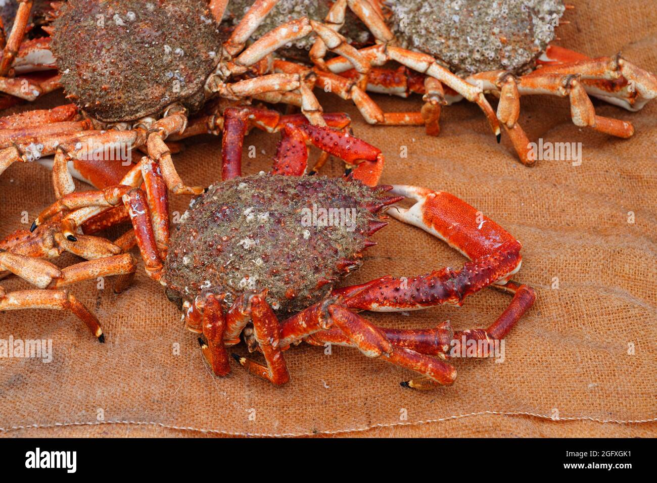 Sea spider crab for sale at a French seafood market in Brittany Stock