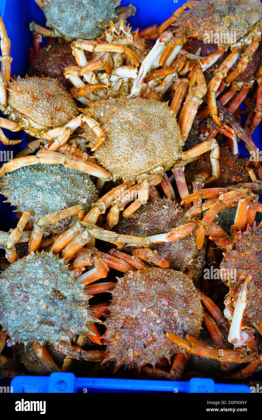 Sea spider crab for sale at a French seafood market in Brittany Stock