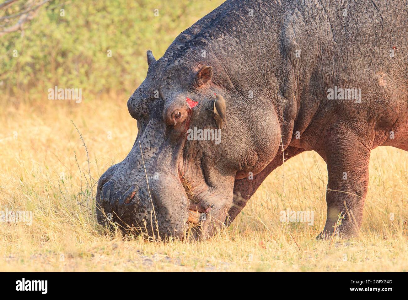 Hippo (Hippopotamus amphibius), eating on land. Okavango Delta, Botswana, Africa Stock Photo