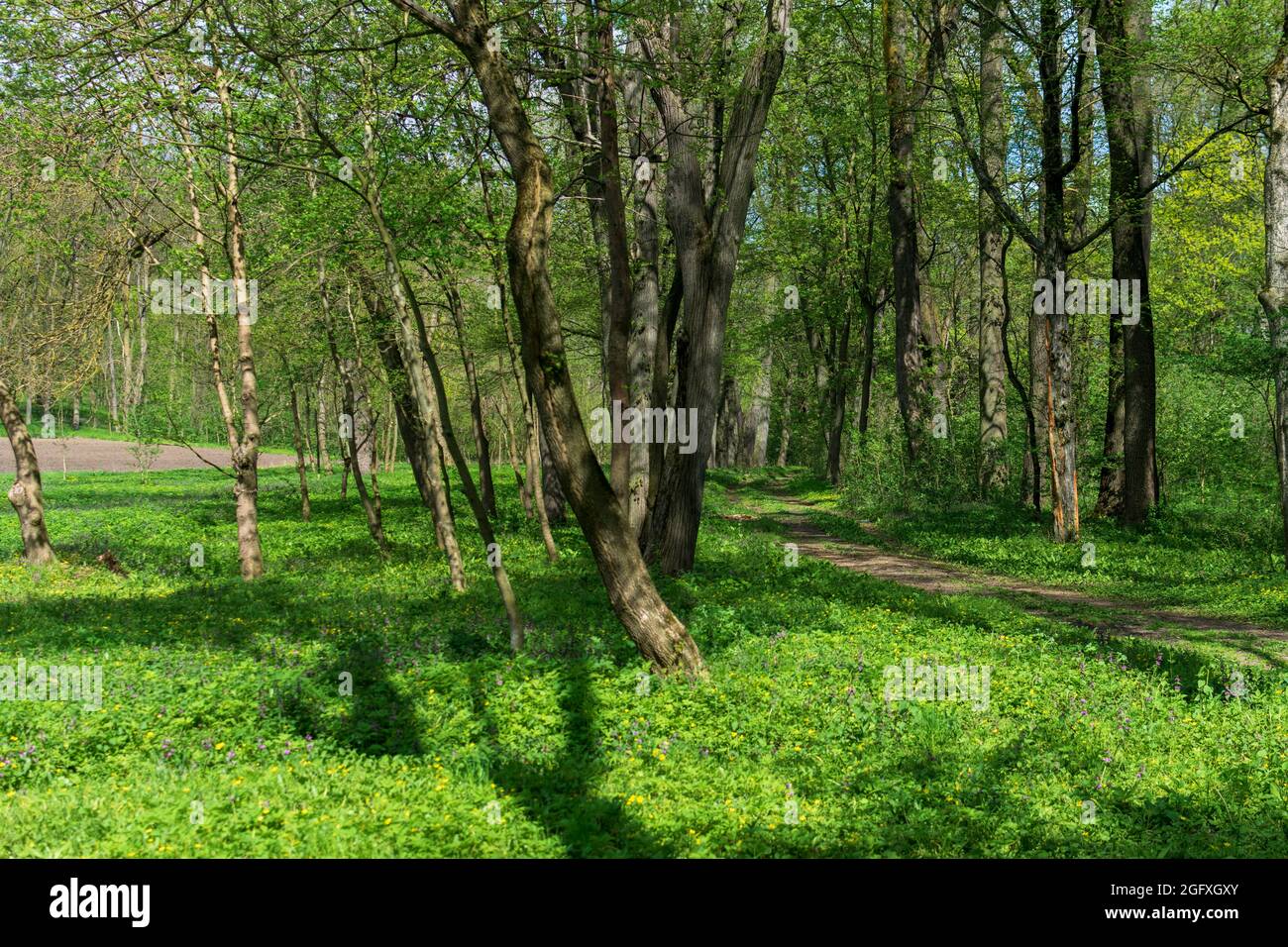 The forest from around the Sturdza Castle from Miclauseni, Romania Stock Photo