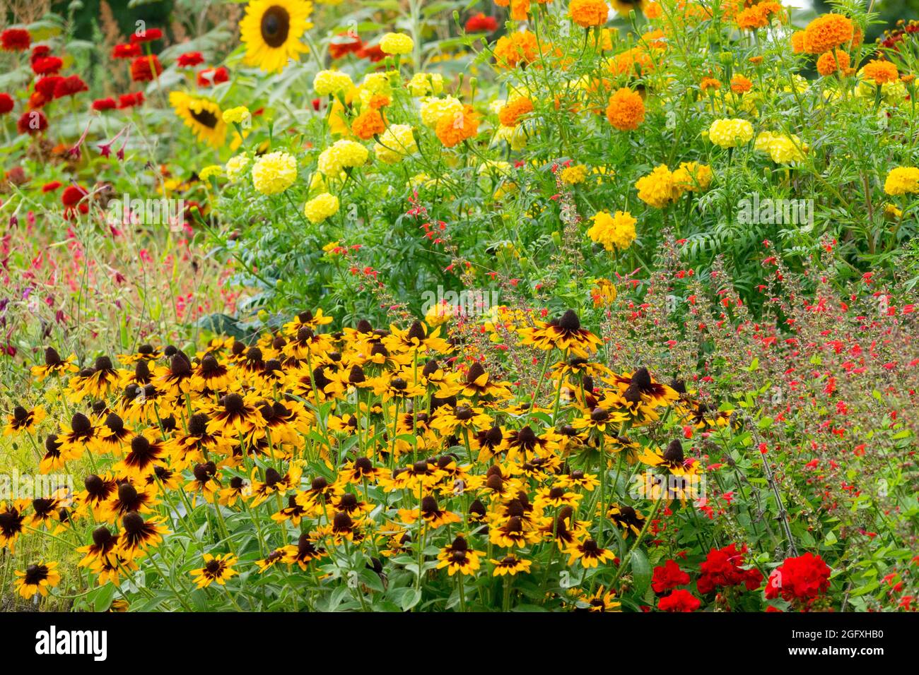 Late summer garden borders showing or early autumn flower bed Cottage garden Rudbeckia Marigold-Tagetes Salvia Zinnias Mixed Flowerbed Garden Flowers Stock Photo