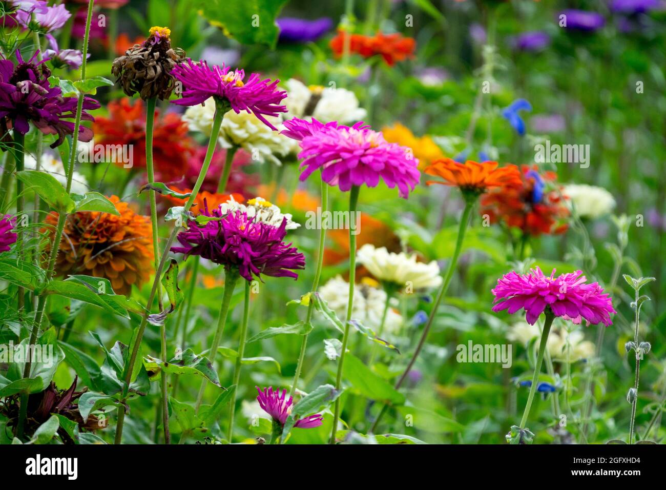 Late summer garden Colorful Zinnia mixed Zinnias Stock Photo
