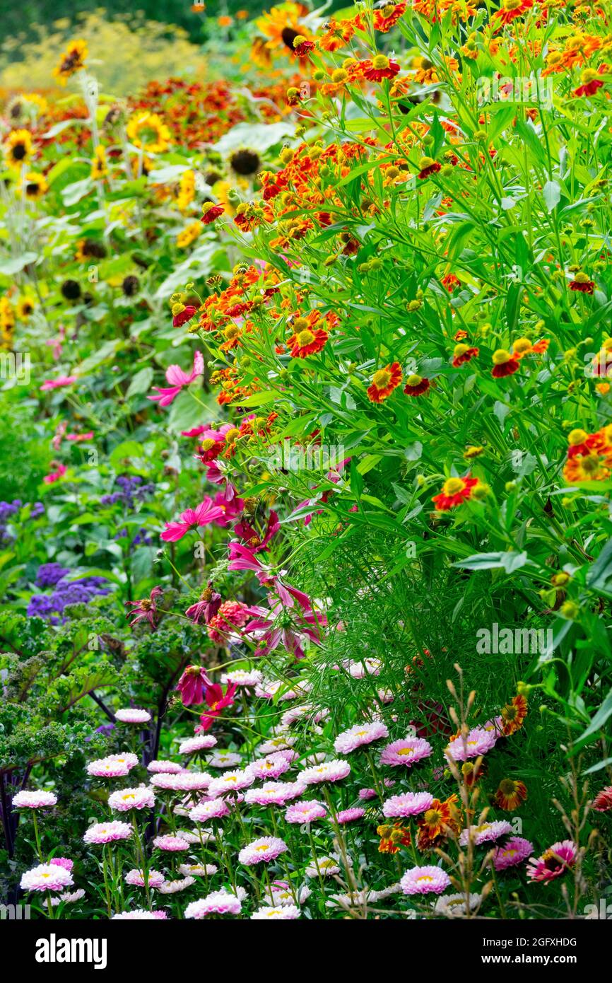 Mixed flower bed Garden Colorful Helenium China Aster Mix Colourful Blooming Border Flowers Mid summer Flowerbed August Helens flower Growing Stock Photo