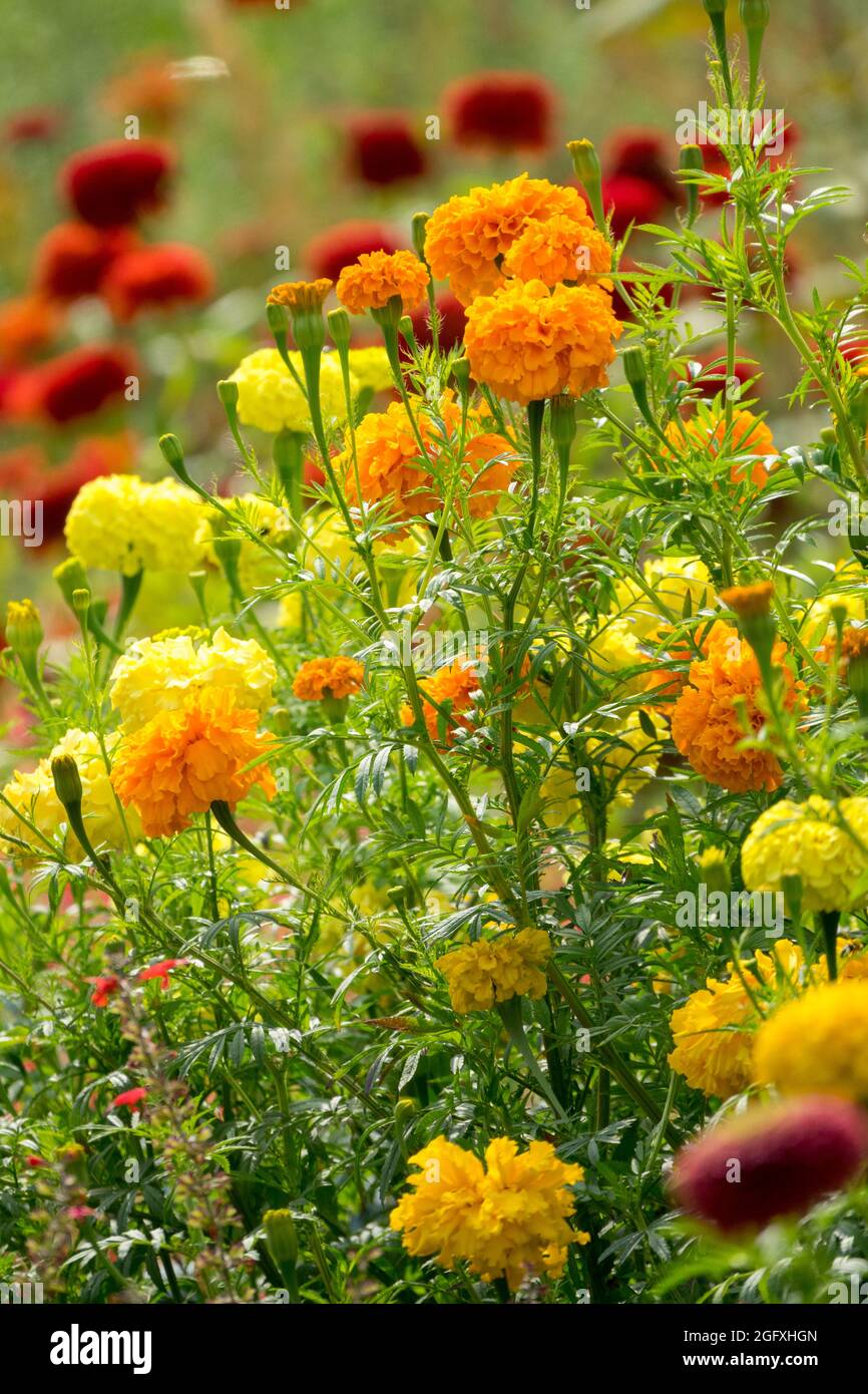 Tagetes erecta African marigolds Orange Tagetes Mixed Garden Flowers Summer Flowerbed August Blooms Colourful Plant Yellow Orange Border Flowering Stock Photo