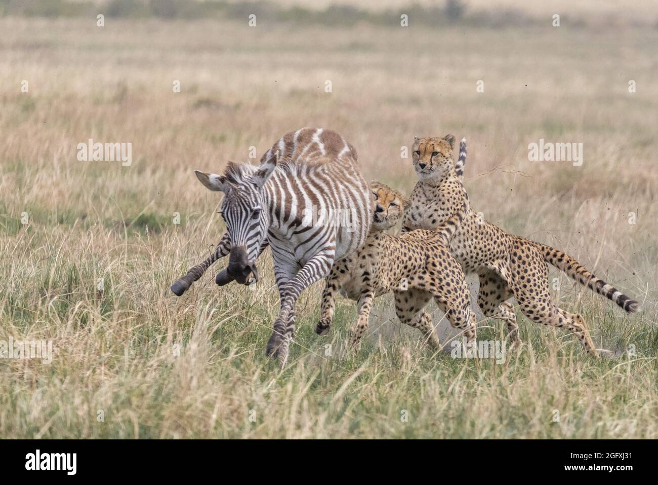 The cheetahs worked together to capture their prey. MAASAI MARA, KENYA: THRILLING photographs have captured the moment a coalition of cheetahs chased Stock Photo