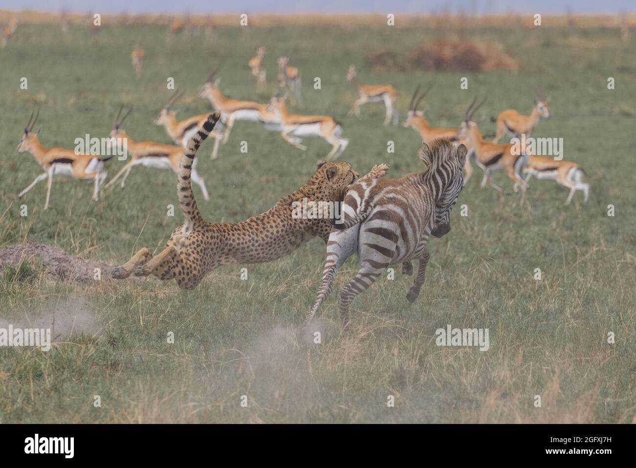 The cheetah leapt onto the zebra's rear. MAASAI MARA, KENYA: THRILLING photographs have captured the moment a coalition of cheetahs chased down and fe Stock Photo
