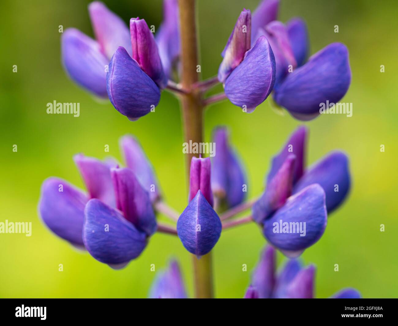Lupins lupines lupinus perennis hi-res stock photography and images - Alamy