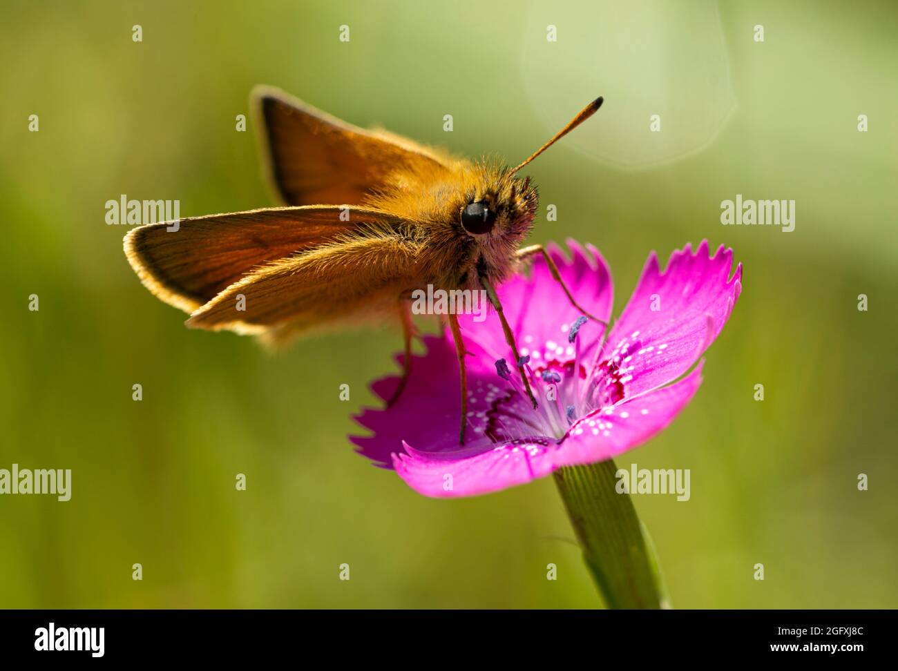 A moth on a Maiden Pink flower in the Superior National Forest in northern Minnesota. Stock Photo