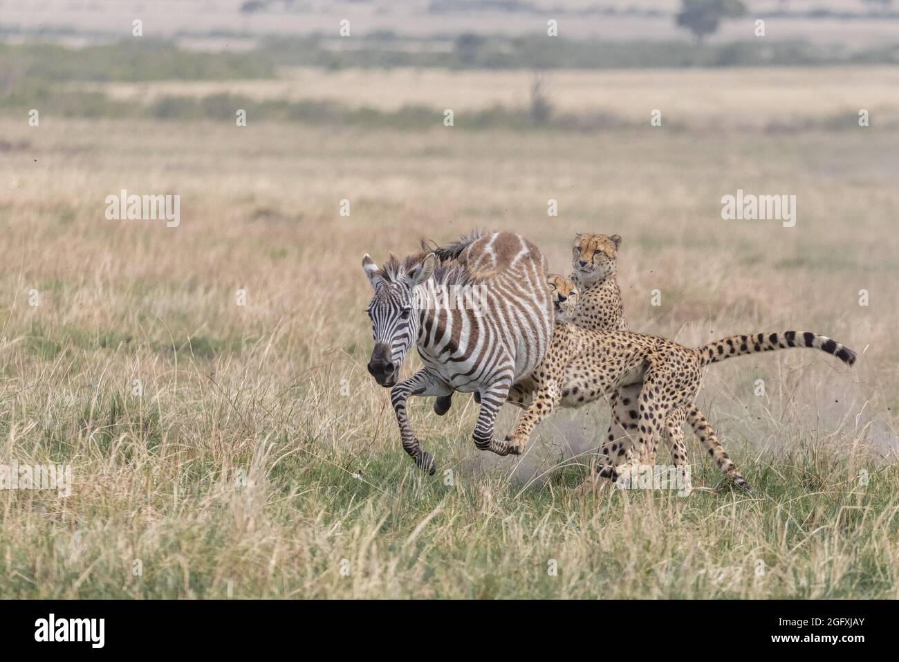 The zebra is unable to flee from two pursuers. MAASAI MARA, KENYA: THRILLING photographs have captured the moment a coalition of cheetahs chased down Stock Photo