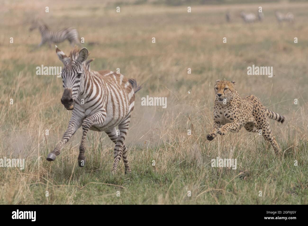A cheetah pursues a zebra. MAASAI MARA, KENYA: THRILLING photographs have captured the moment a coalition of cheetahs chased down and feasted on a poo Stock Photo