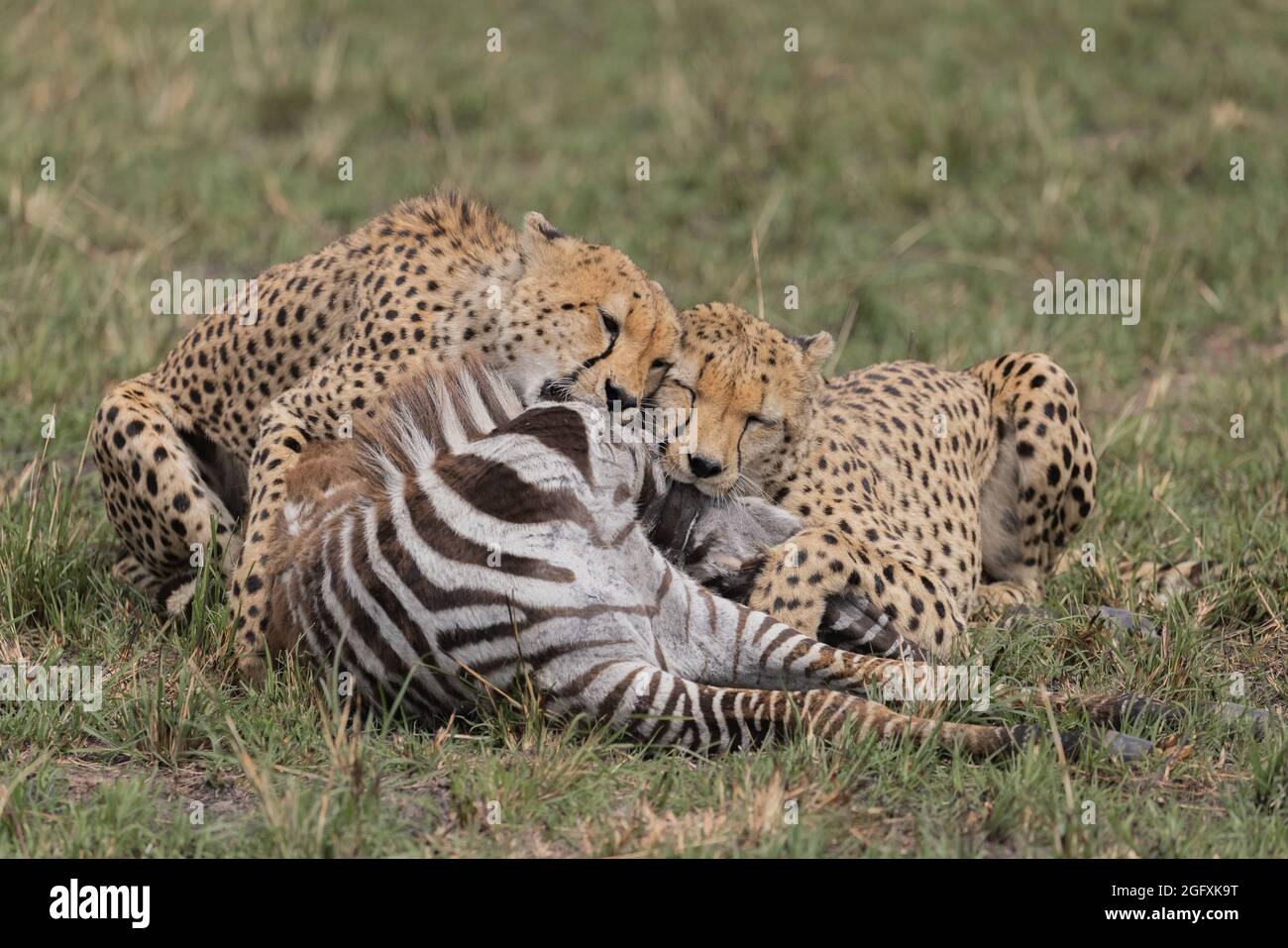 Two cheetahs have successfully taken down a zebra. MAASAI MARA, KENYA: THRILLING photographs have captured the moment a coalition of cheetahs chased d Stock Photo