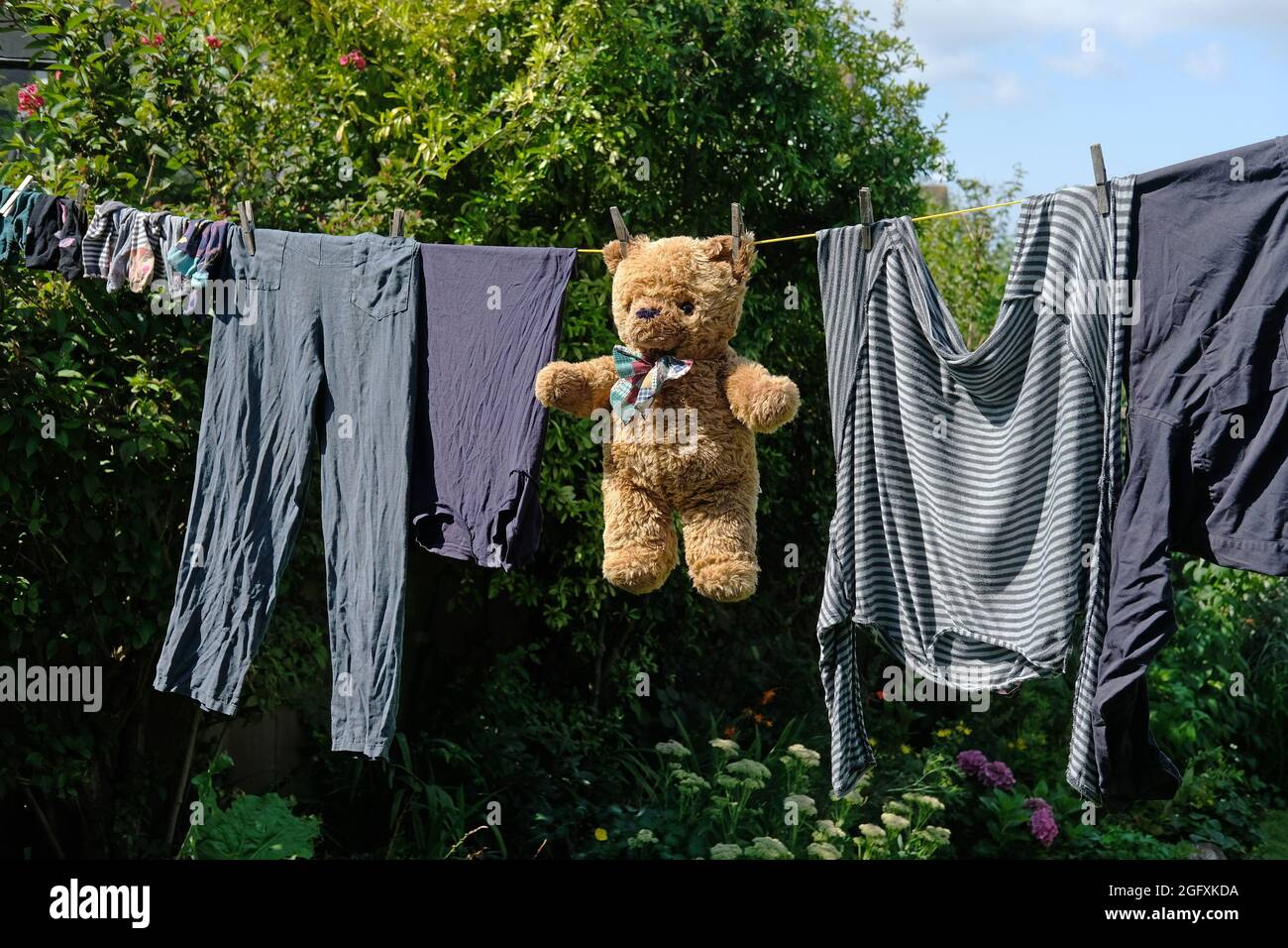 A teddy bear drying on a washing line after being washed Stock Photo