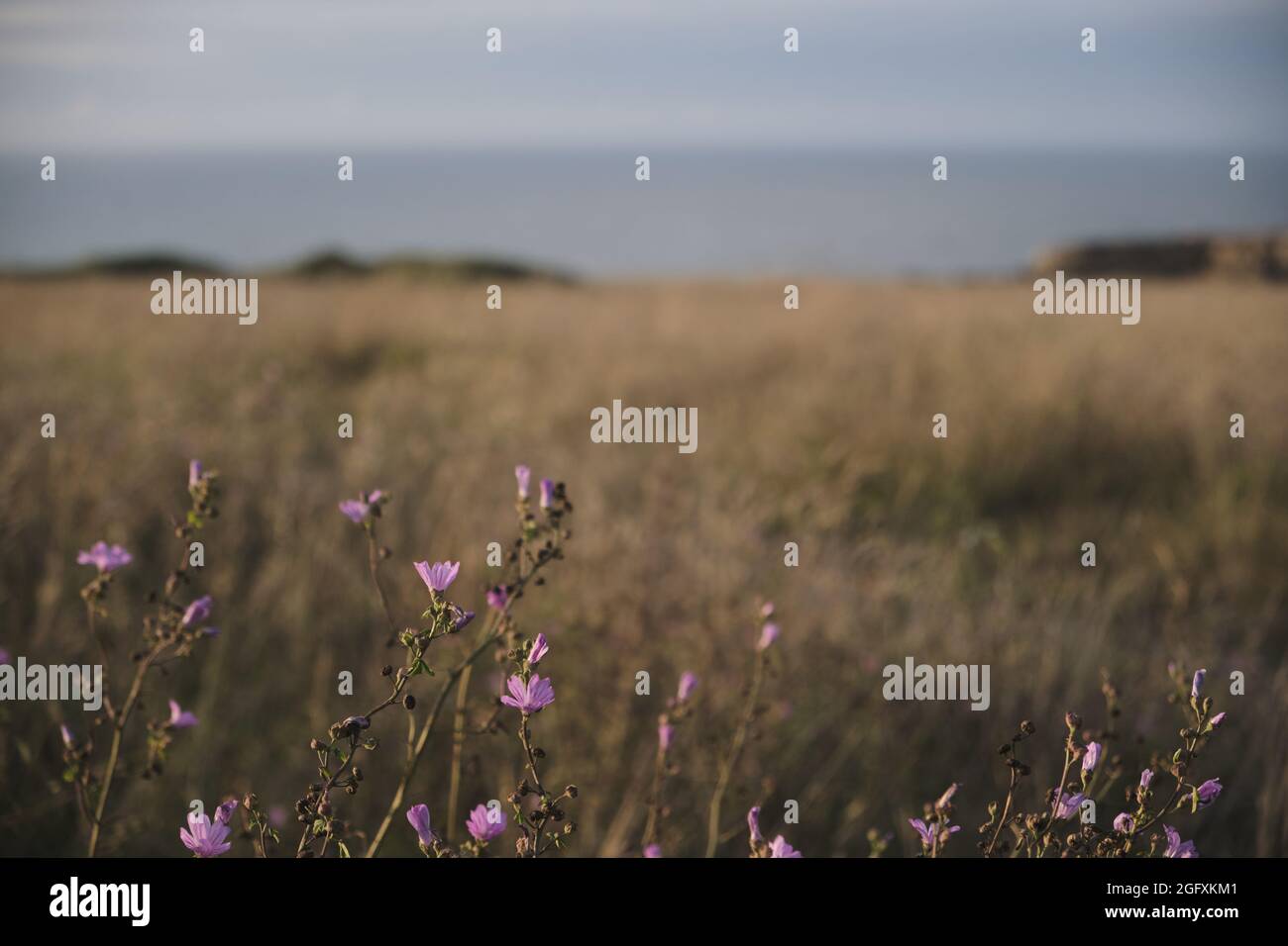 Small purple flowers in a field Stock Photo - Alamy