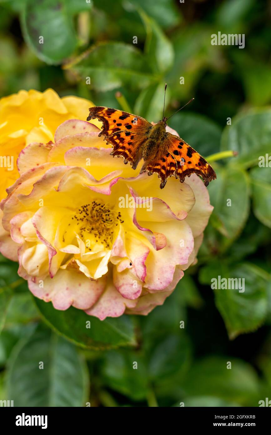 A COMMA BUTTERFLY FEEDING ON A YELLOW ROSE Stock Photo