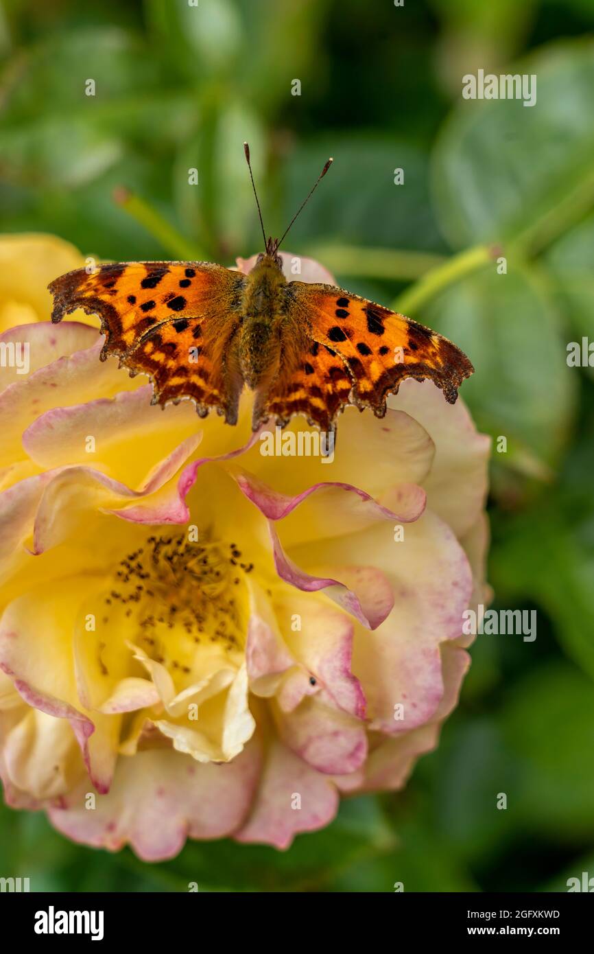 A COMMA BUTTERFLY FEEDING ON A YELLOW ROSE Stock Photo