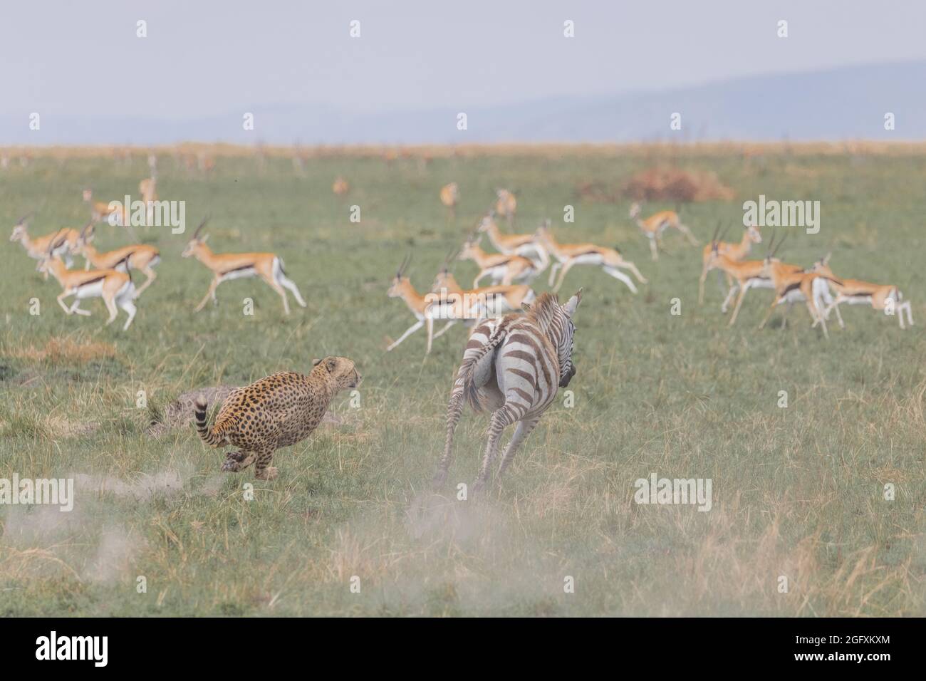 A cheetah chases a zebra as animals flee in the background. MAASAI MARA, KENYA: THRILLING photographs have captured the moment a coalition of cheetahs Stock Photo