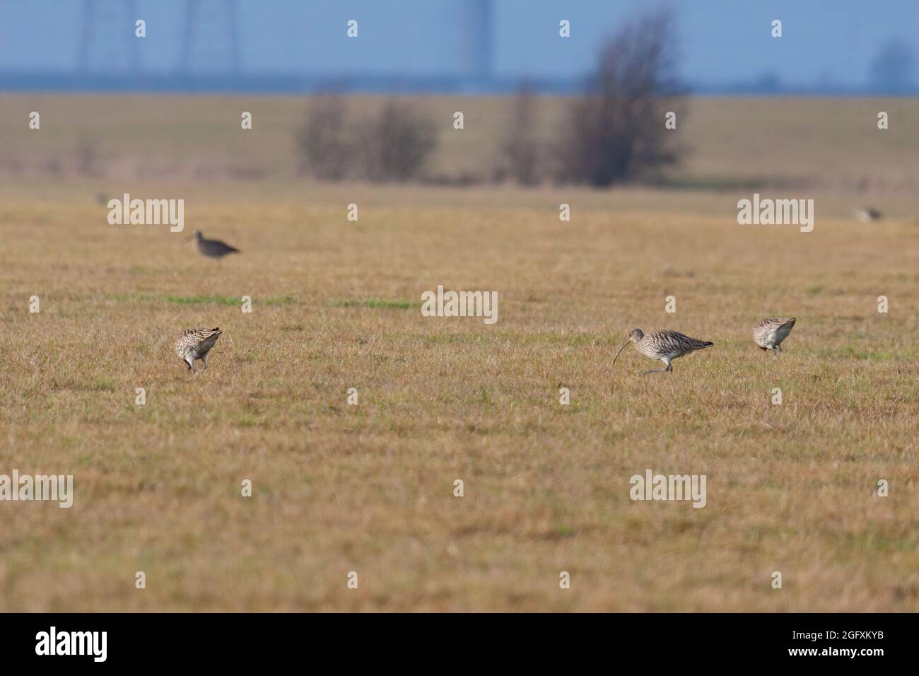 Eurasian Curlew (Numenius arquata) looking for food in a filed near Elmley Marshes Stock Photo
