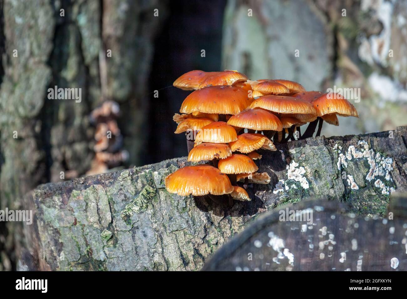 Velvet Shank Fungi (Flammulina velutipes) growing on an old tree stump Stock Photo
