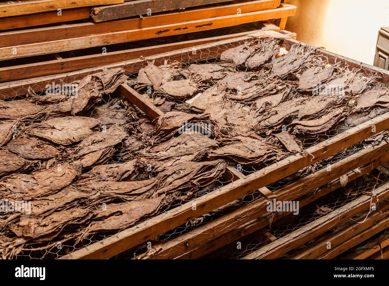 nicaraguan tobacco leaves Tobacco leaves at a cigar factory in Esteli, Nicaragua Stock Photo