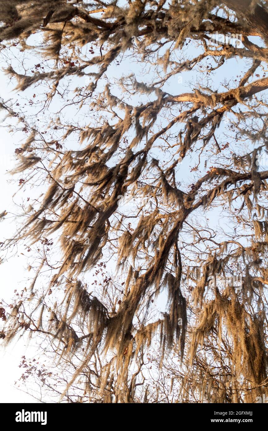 Tree with Spanish moss in Protected Area Miraflor, Nicaragua Stock