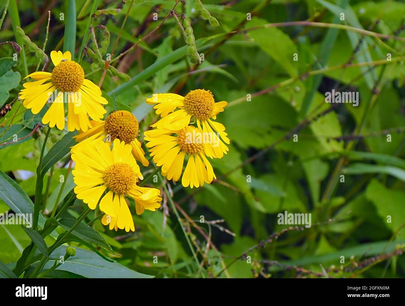 OLYMPUS DIGITAL CAMERA - Close-up of the yellow flowers on a sneezeweed plant growing in vegetation. Stock Photo