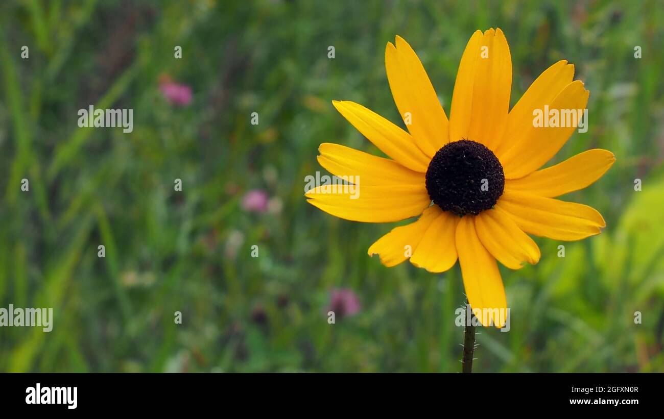 OLYMPUS DIGITAL CAMERA - Close-up of the yellow flower on a black-eyed susan plant growing in a meadow. Stock Photo