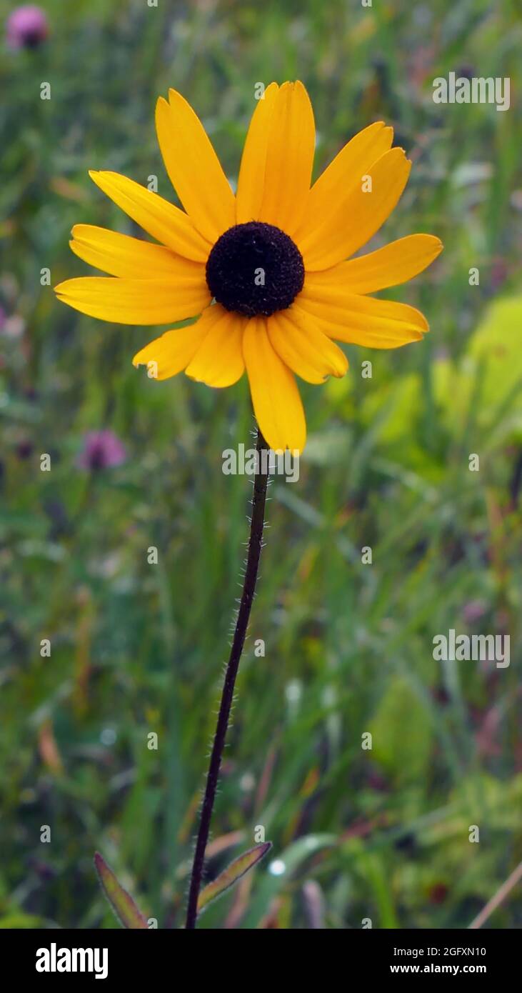 OLYMPUS DIGITAL CAMERA - Close-up of the yellow flower on a black-eyed susan plant growing in a meadow. Stock Photo